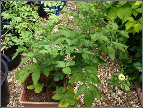 Potato seeds