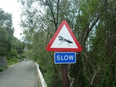 Backpacking in Gibraltar: Top 10 Sights at the Top of the Rock Careful you don't trod on the grasshoppers...