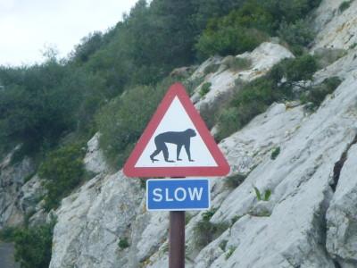 Backpacking in Gibraltar: Top 10 Sights at the Top of the Rock Slow to avoid the monkey, OK cool with that.
