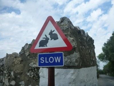 Backpacking in Gibraltar: Top 10 Sights at the Top of the Rock Beware of the rabbits
