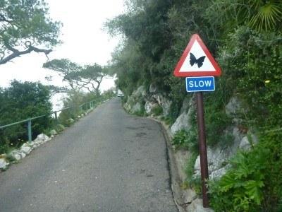 Backpacking in Gibraltar: Top 10 Sights at the Top of the Rock Hold on - beware of the butterflies?!
