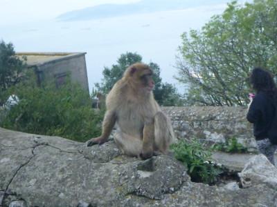 Backpacking in Gibraltar: Top 10 Sights at the Top of the Rock Gibraltar monkeys