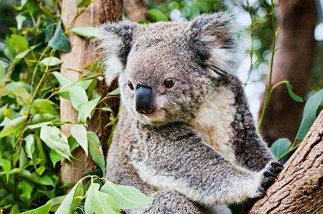 2 - Koala