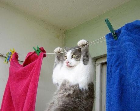 Top 10 Cute Cats on Washing Lines