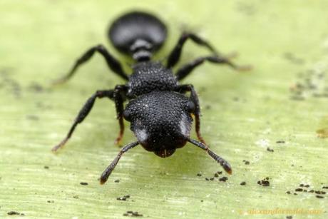 A new resource for Ant studies: antmaps.org