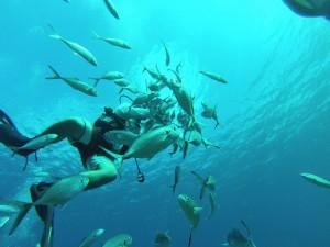 Diving in the BVI