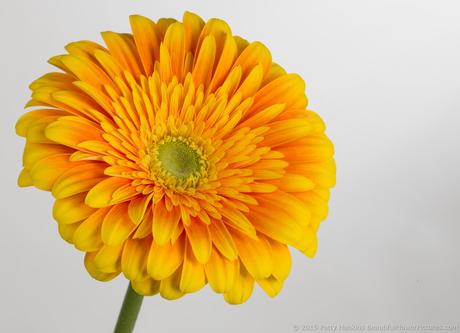 Orange & Yellow Gerbera Daisy © 2015 Patty Hankins