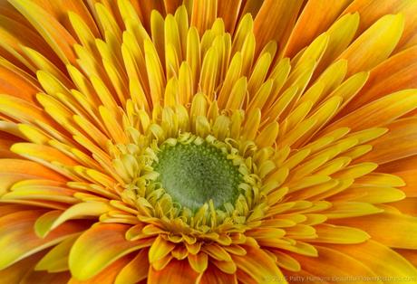 Orange & Yellow Gerbera Daisy © 2015 Patty Hankins