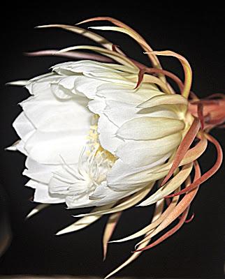 Record of an Obsession Record of an Obsession