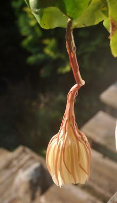 Record of an Obsession Record of an Obsession