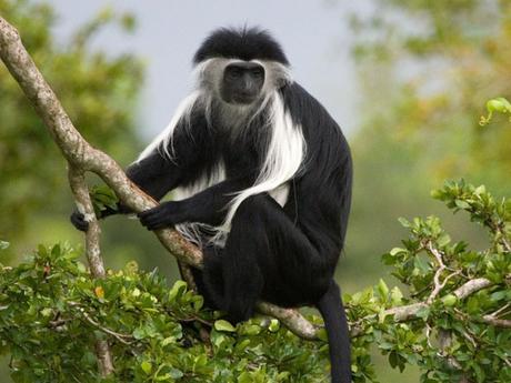 Black and white colobus Black and white colobus