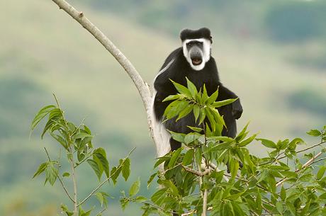 Black and white colobus Black and white colobus