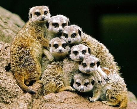 Do you Know about Meerkats? Do you Know about Meerkats?