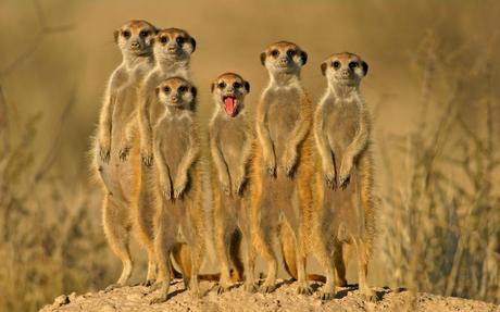 Do you Know about Meerkats? Do you Know about Meerkats?