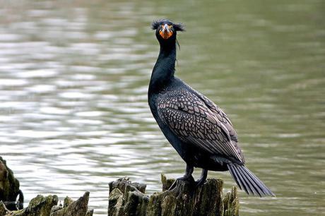 Killing cormorants: Study finding culling to have no impact ignored, Audubon Society says