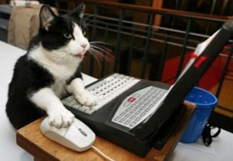 Top 10 Lending a Paw Helpful Cats