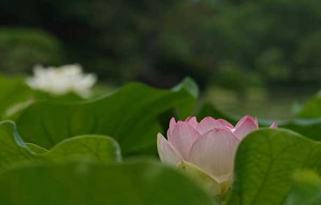 Lotus Girl and the Dragon King #LanternFestival #SaturdaySnapshot Lotus flowers and leaves
