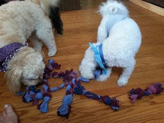 Make-Your-Own Dog Toys