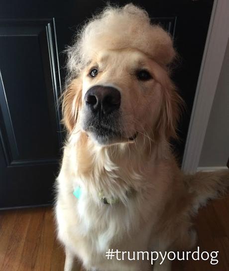 dog with donald trump comb over hair do trump your dog