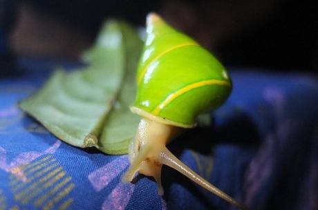 Snail analysis could help assess and save the 99 percent