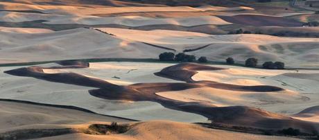 View from Steptoe Butte © 2015 Patty Hankins