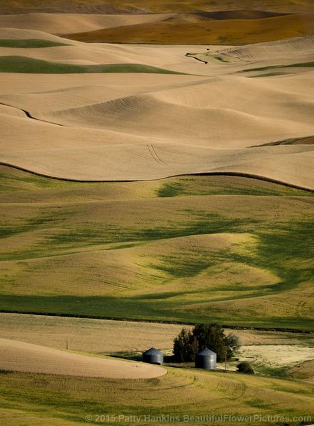 View from Steptoe Butte © 2015 Patty Hankins