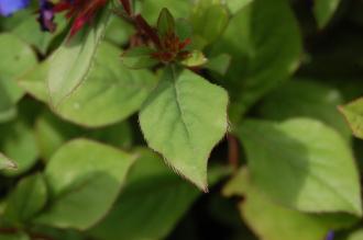 Ceratostigma plumbaginoides Leaf (15/08/2015, Kew Gardens, London)