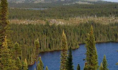 Boreal forests challenged by global change