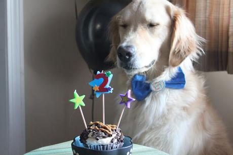 birthday dog making wish with eyes closed