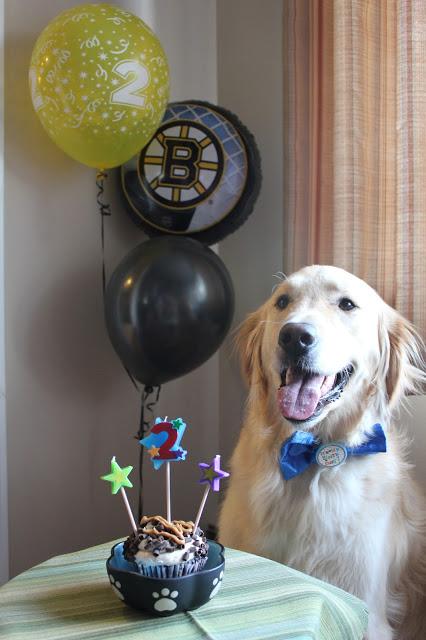 picture of birthday dog with cake and balloons