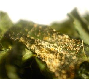 kale-chip-with-yeast