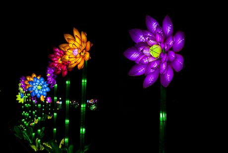 Double Ninth Festival, Chinese Lantern, Missouri Botanical Garden