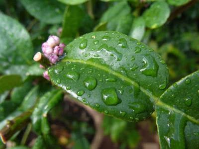 Rain, the sound of plants growing