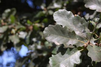Quercus pubescens Leaf (15/08/2015, Kew Gardens, London)