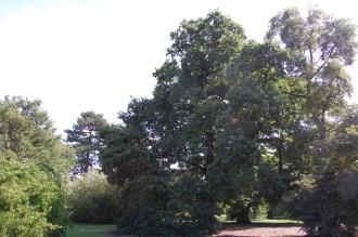 Quercus pubescens (15/08/2015, Kew Gardens, London)