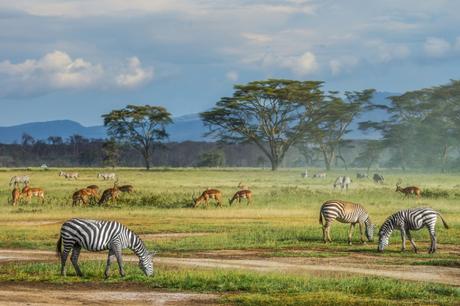 Wildlife Enthusiasts Masai Mara