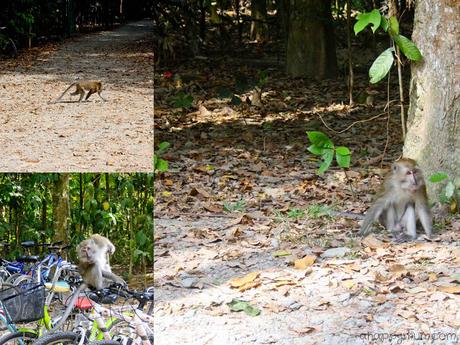 The rustic beauty of Pulau Ubin {Tips for a family visit} The rustic beauty of Pulau Ubin {Tips for a family visit}