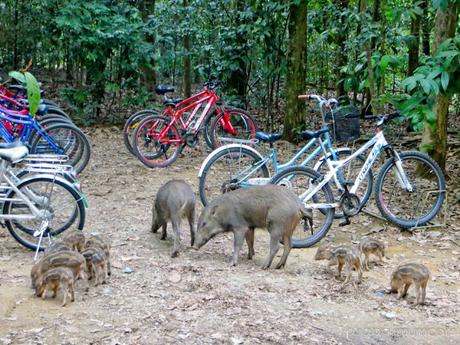 The rustic beauty of Pulau Ubin {Tips for a family visit} The rustic beauty of Pulau Ubin {Tips for a family visit}