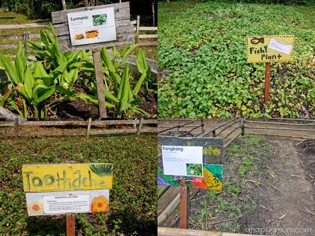 The rustic beauty of Pulau Ubin {Tips for a family visit} The rustic beauty of Pulau Ubin {Tips for a family visit}