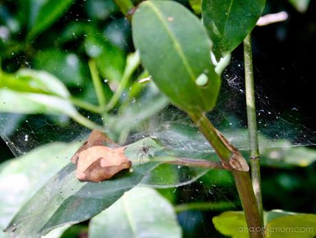 The rustic beauty of Pulau Ubin {Tips for a family visit} The rustic beauty of Pulau Ubin {Tips for a family visit}