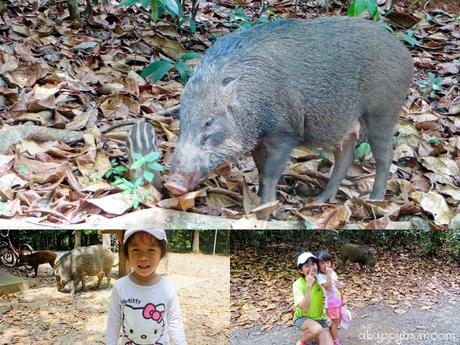 The rustic beauty of Pulau Ubin {Tips for a family visit} The rustic beauty of Pulau Ubin {Tips for a family visit}