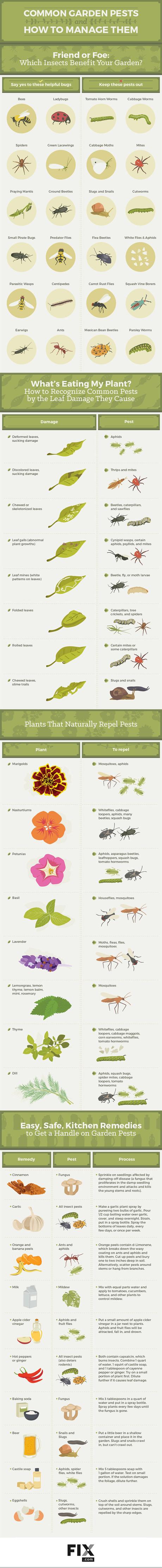 Common Garden Pests and How to Manage Them Infographic