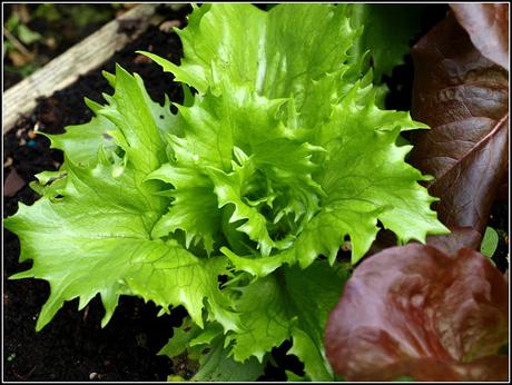 A succession of Lettuce