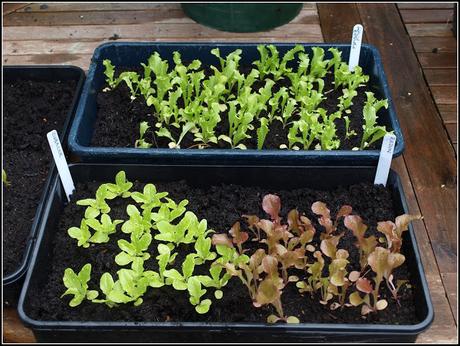 A succession of Lettuce