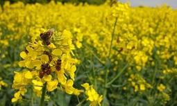 Banned pesticides pose a greater risk to bees than thought, EU experts warn