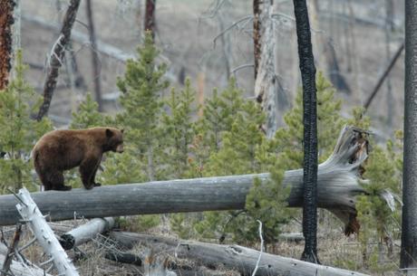 6,000 grizzly bears left–End the Transport of Canadian Animal Hunting ‘Trophies’