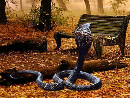 Cobra – venomous snake