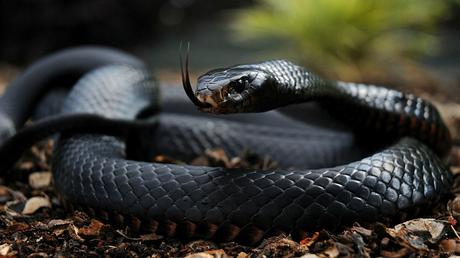 Cobra – venomous snake