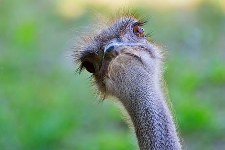 The camel bird – ostrich The camel bird – ostrich