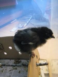 IMG_4728 Lesson 477 – Post surgical update on Charlie’s webbed toe release